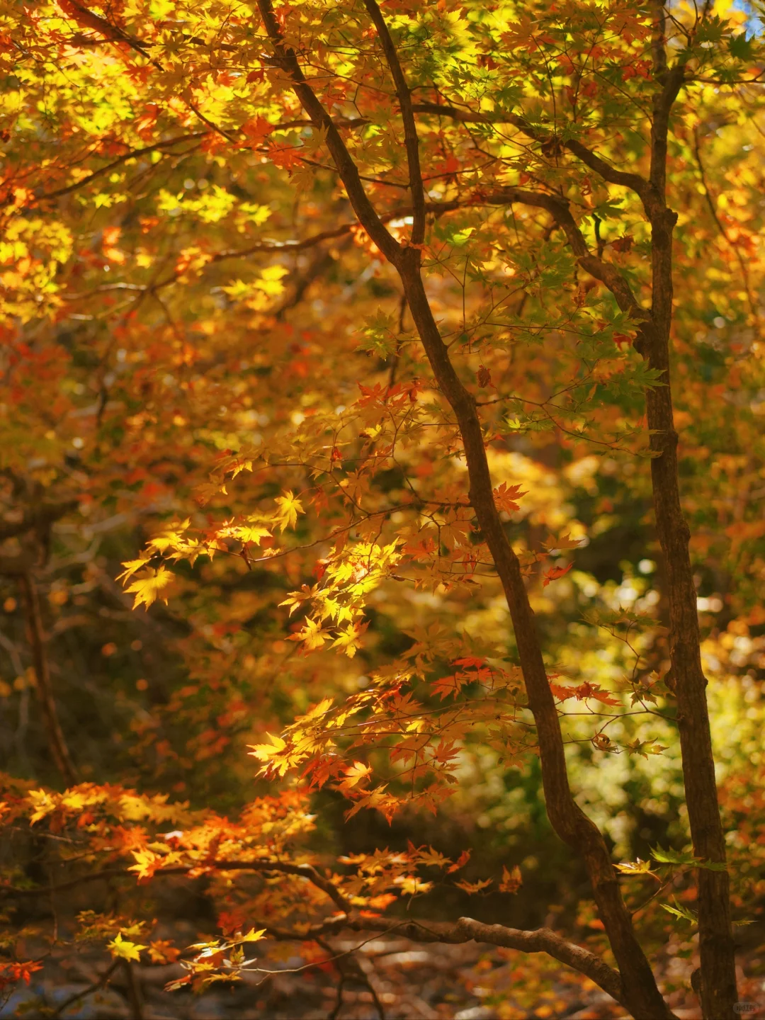 🍁｜一棵树就沦陷了半个秋天