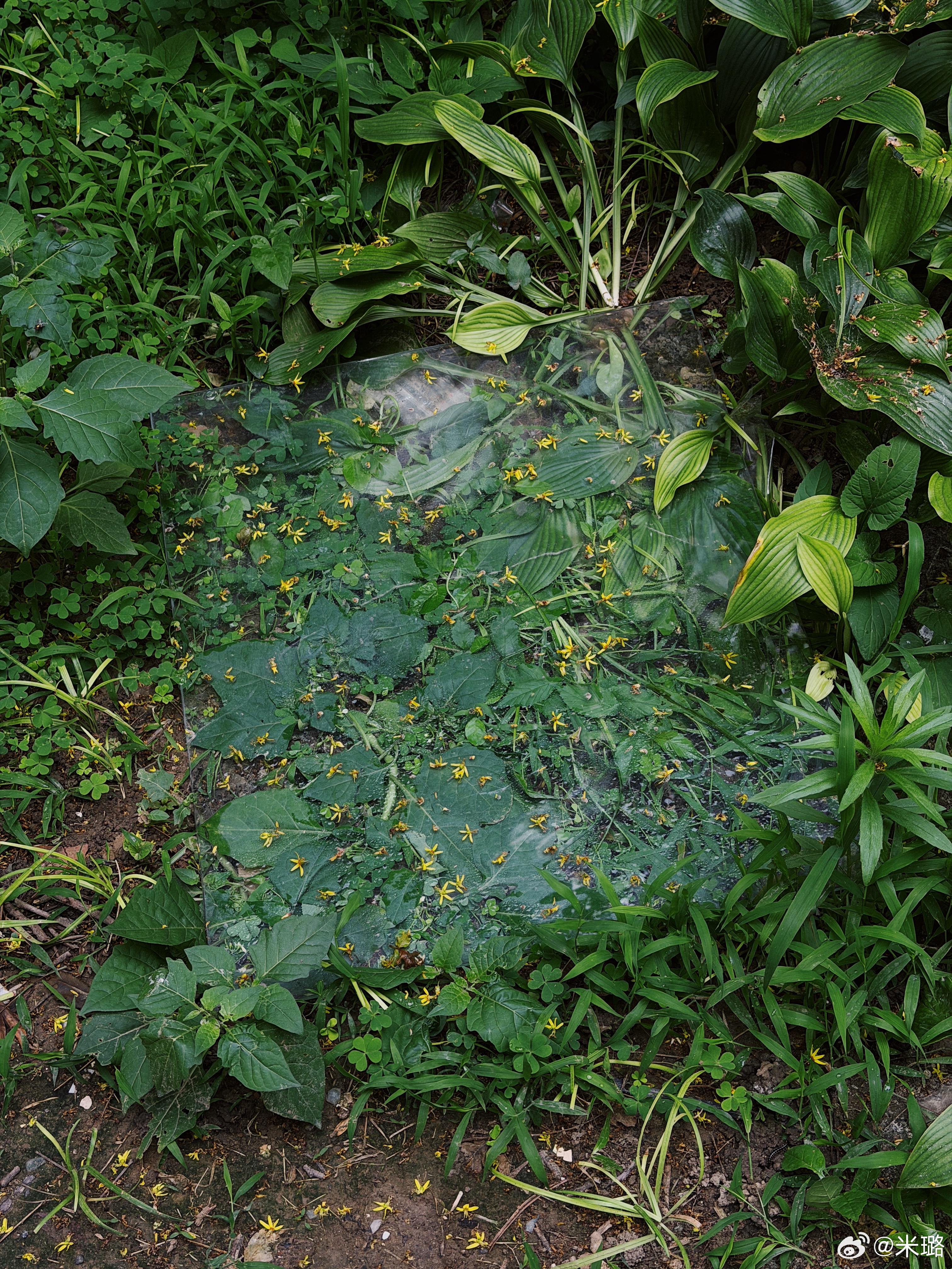 有人扔了一大块玻璃，压在草坪上。想起小时候“埋花窖”的玩法：尽量捡大一点的碎玻璃