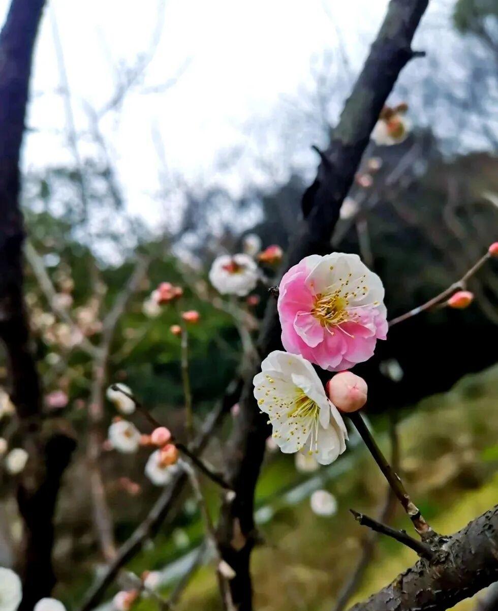 如何看待马斯克申报100万颗卫星马斯克这样的发挥形式对人类的犯罪。那么多卫星像太