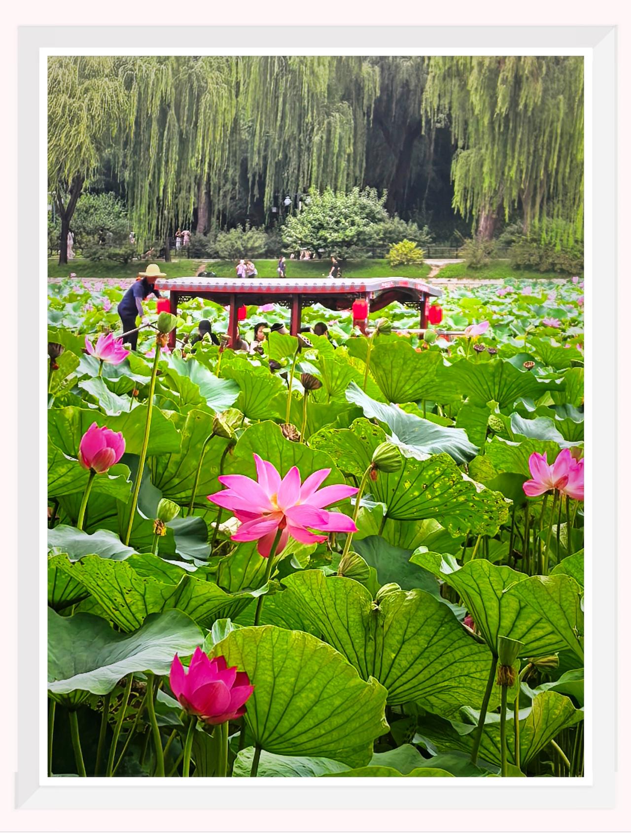 北京的公园抓拍