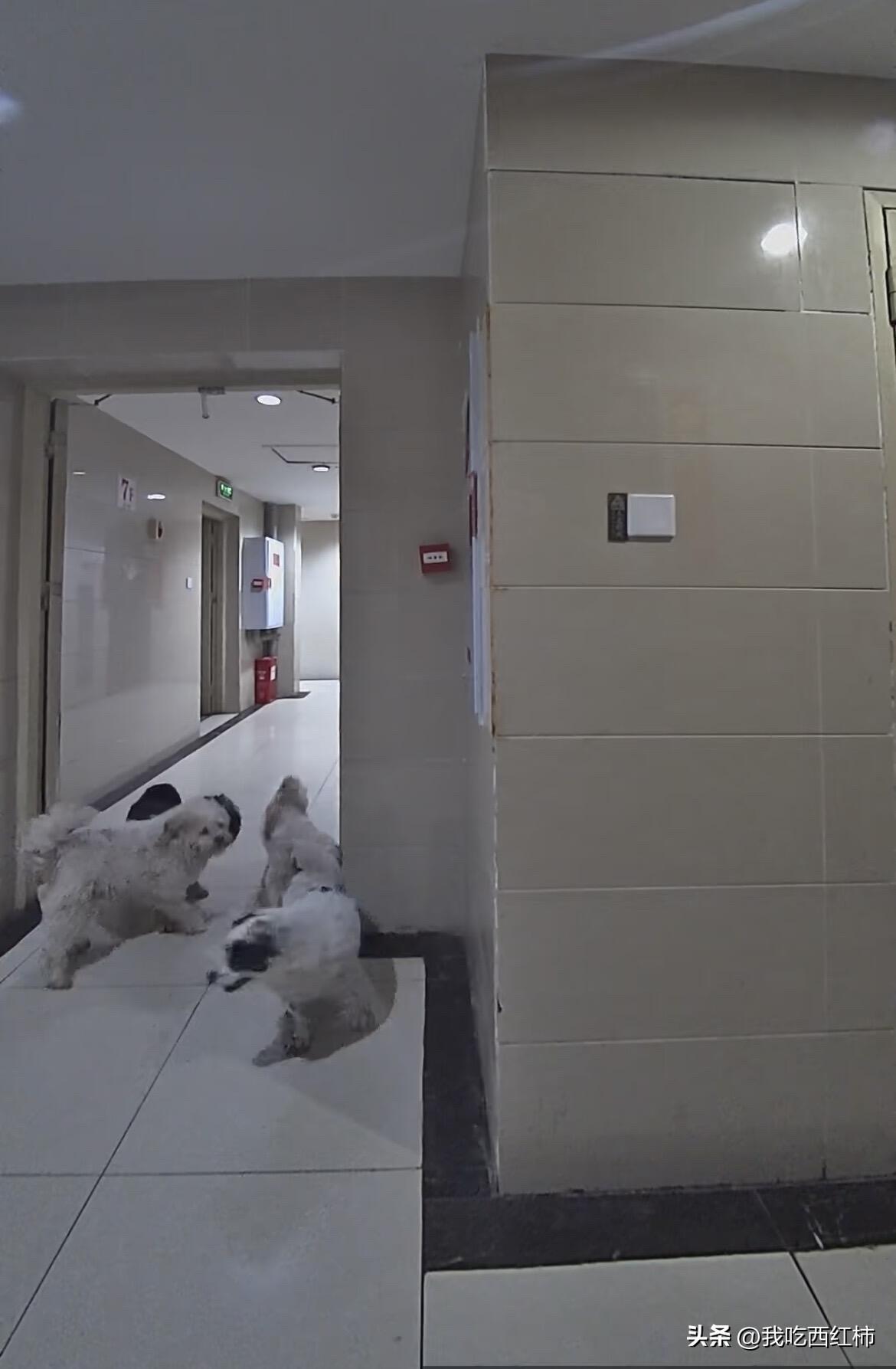 人生中第一次想打市长热线
搬来一个新邻居，养了四条狗，叫倒没怎么叫，只是每天早晚