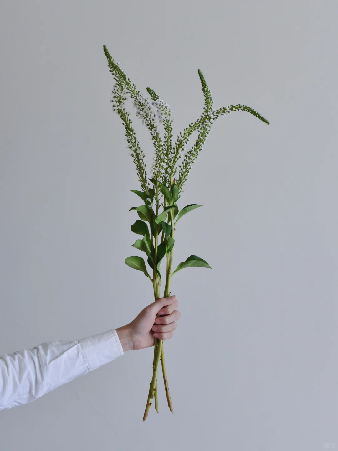 荷兰金钱草· Clethroides