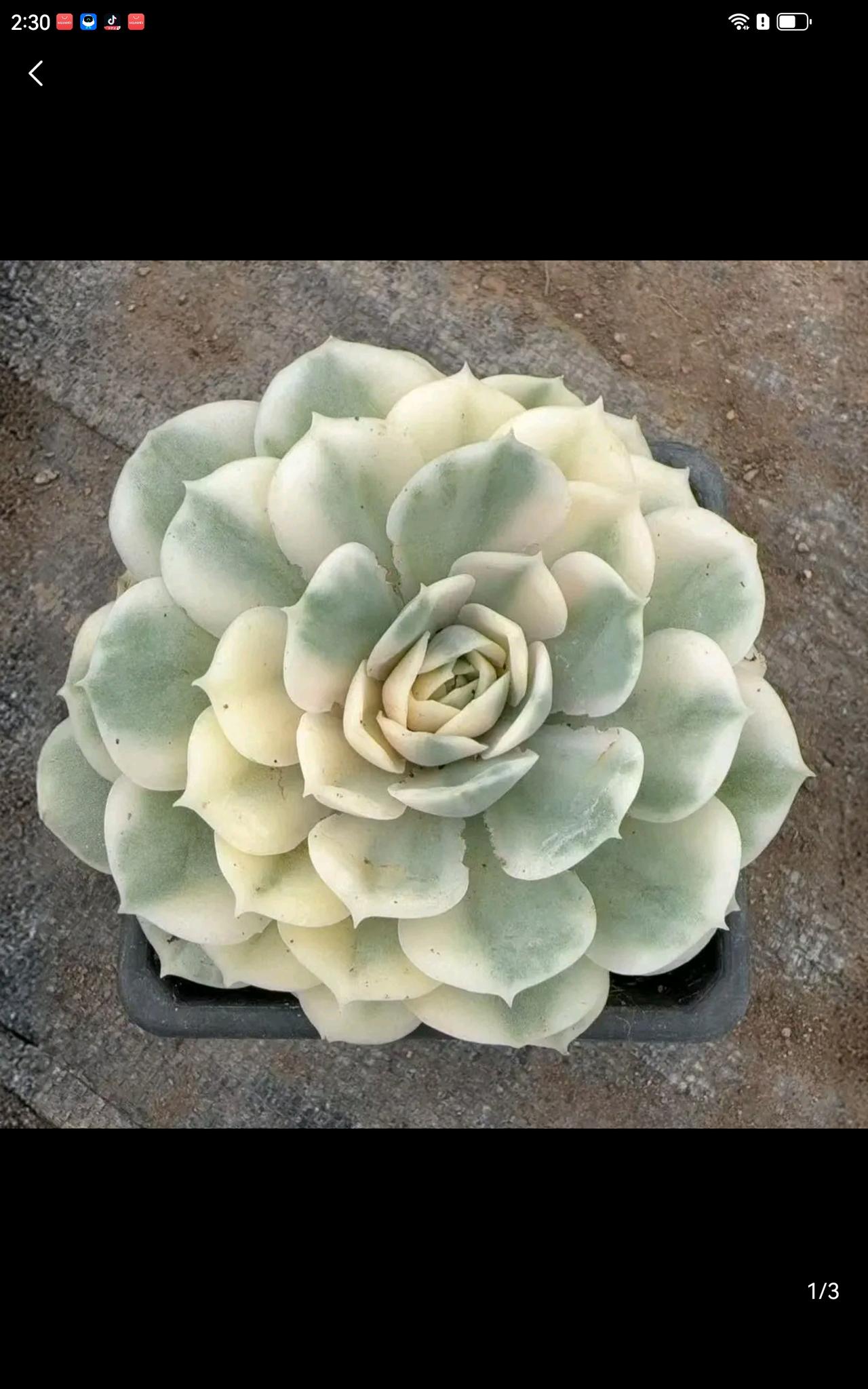 不要说无私奉献那么高大上，哪个来股市不是想暴富，来实现财富自由的，包括你我在内，