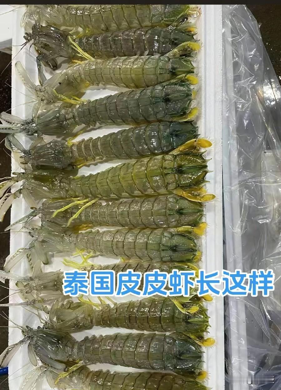 怂了吧
有本事就站出来啊，据说发帖投诉三亚海鲜店天价皮皮虾的账号已经不见了

现