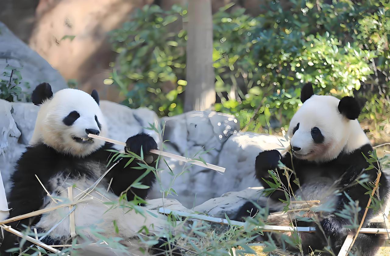 日本将50年来首次没有大熊猫。

日本两只大熊猫“晓晓”和“蕾蕾”将于1月下旬归