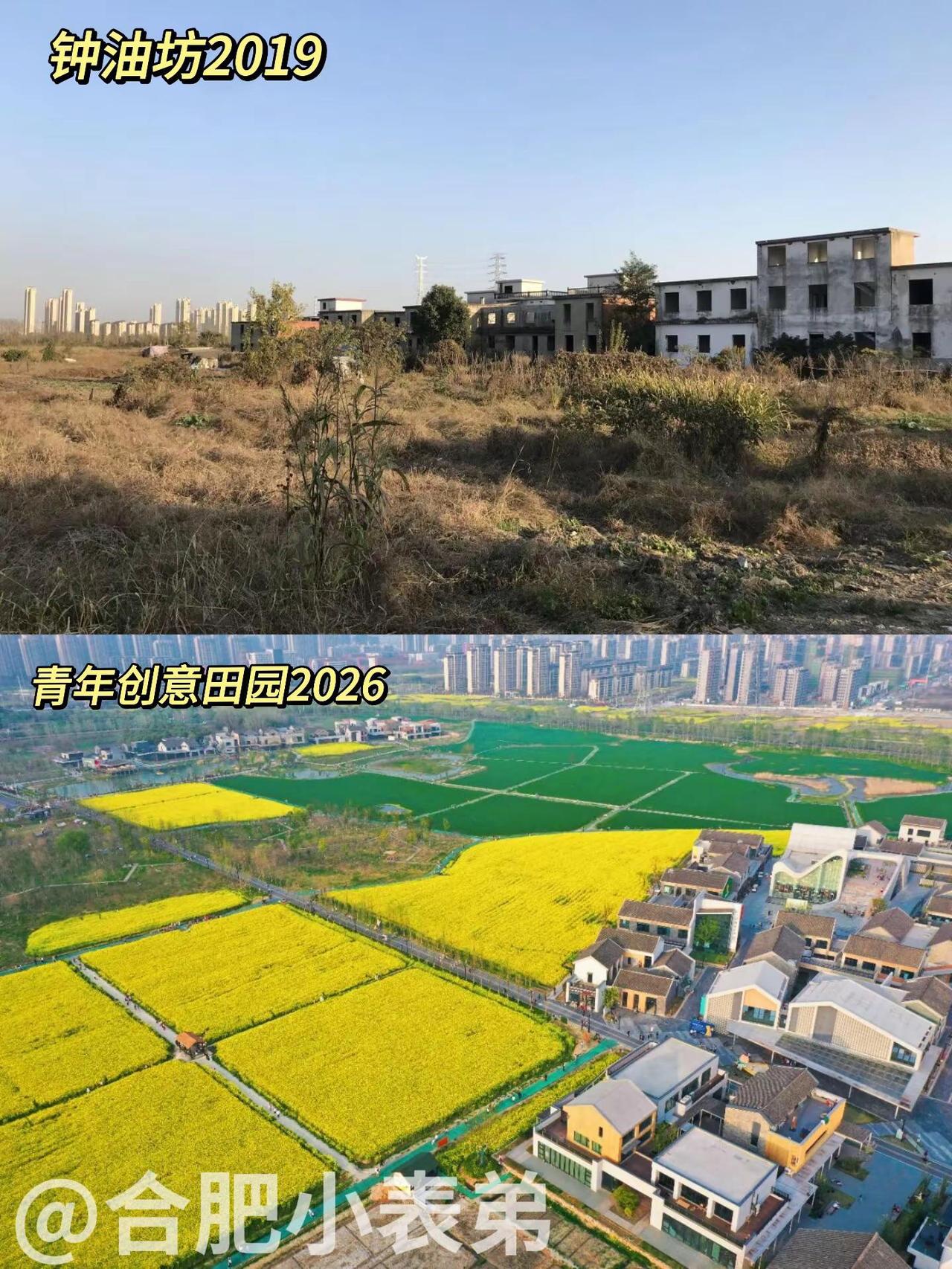 No.170📍 青年创意田园2019。七百年钟油坊，一田油菜花从未褪色翻出20