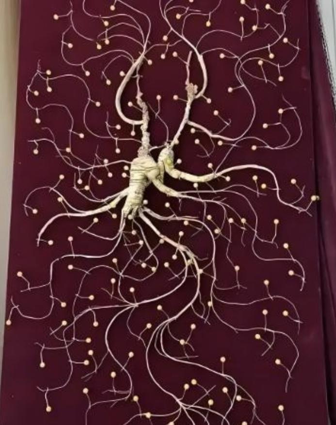 1981年，一颗重量超过七两，价值超过200万的野生老山参在东北被挖出，而且开挖