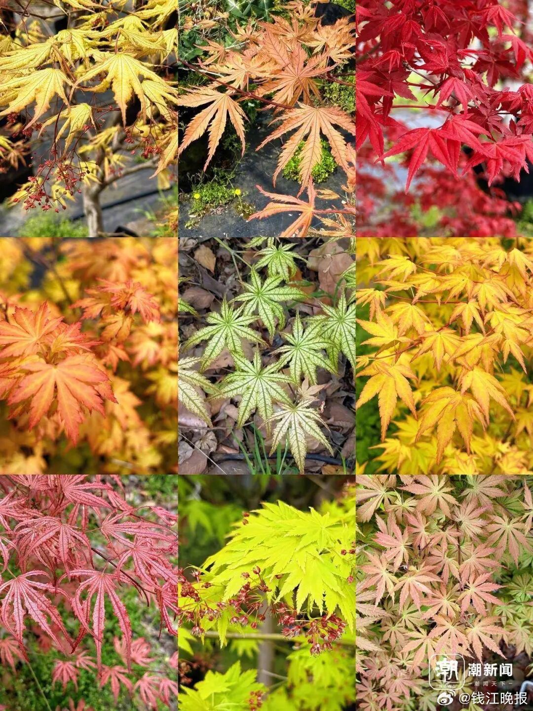 #枫树价格3年暴跌超70%#【曾经“按芽算钱”，如今“按斤论价”：枫树价格三年跌