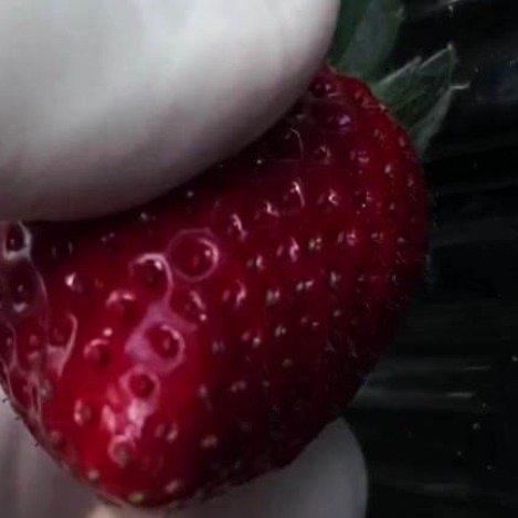 最近水果圈可热闹了——一边是车厘子价格“跳水”，3J级别的从每斤五六十元跌到25