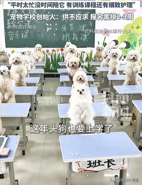 上海95后女生花1.2万送萨摩耶上学，12000元的养宠开销，藏着年轻人的情感刚