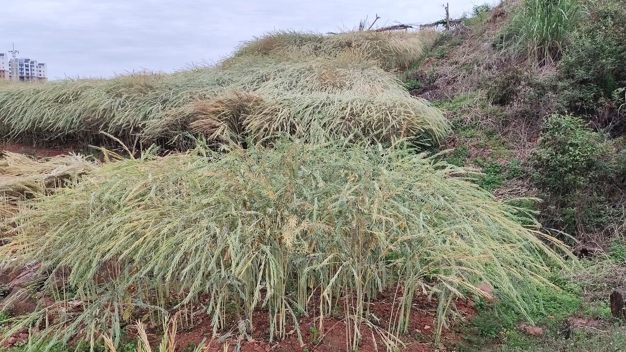 记录我的2026家乡的风景分享你近期的风景照片或视频