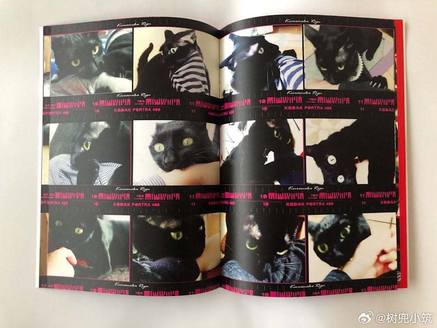 【 原推的代表作 】这本书叫做「私が猫に噛まれているだけの本」（只有我被猫咪咬的