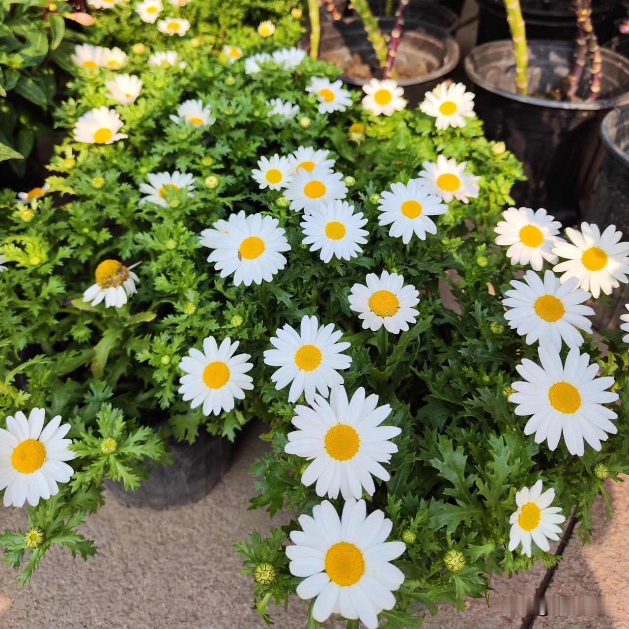 做一道墙隔离，眼不见心不烦。管他高上那里去。再说，他没有占到你的地，就算了，别跟