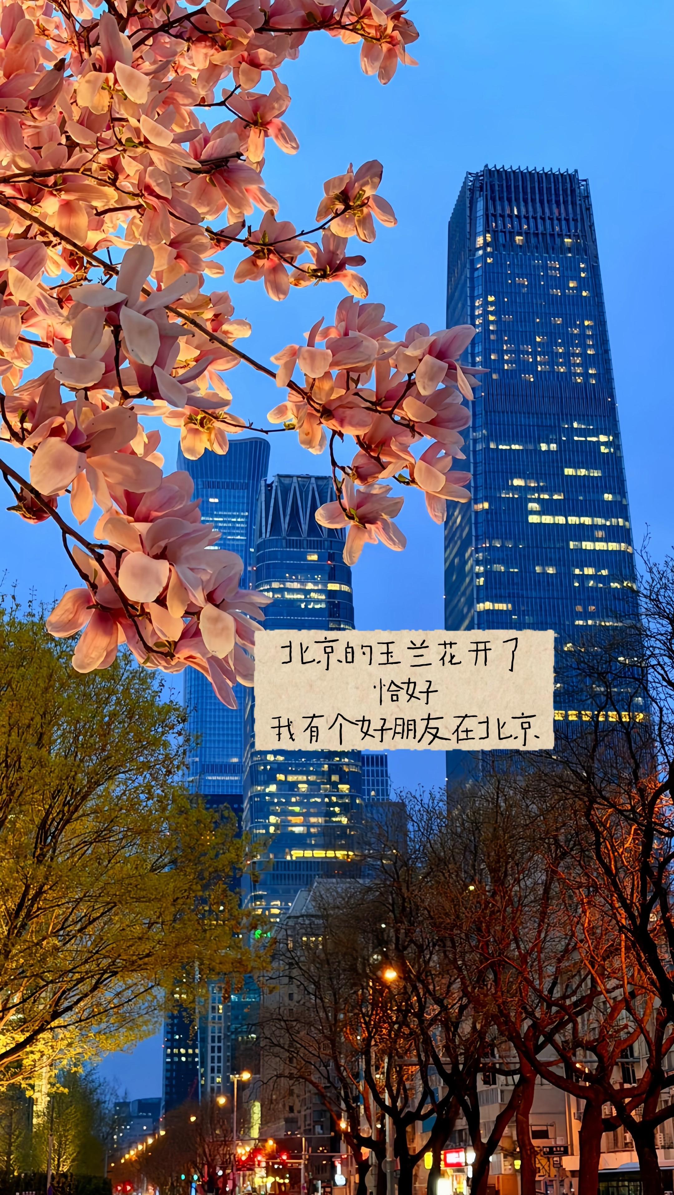 北京的玉兰花开了，你过得好吗