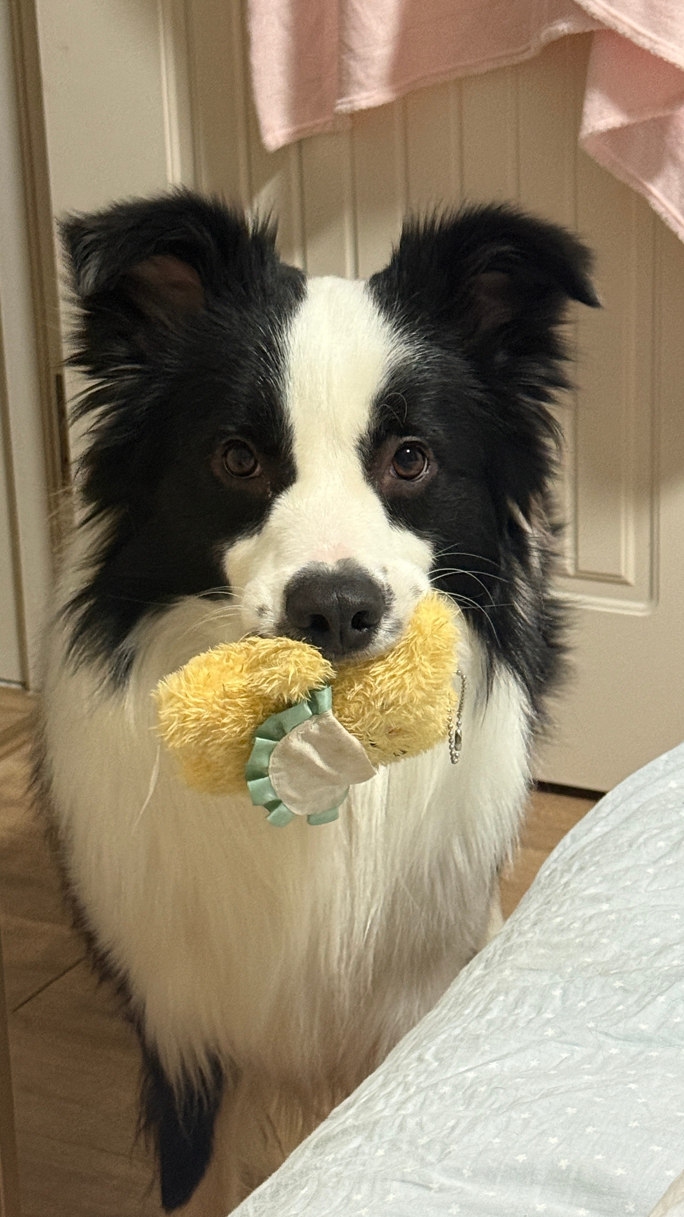 在飞机上删了五个小时的照片去年到处飞，在飞机上除了补觉就是清理相册。但是养宠人真