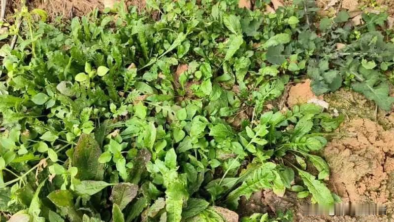 可以包饺子的野菜在今冬长得很好。