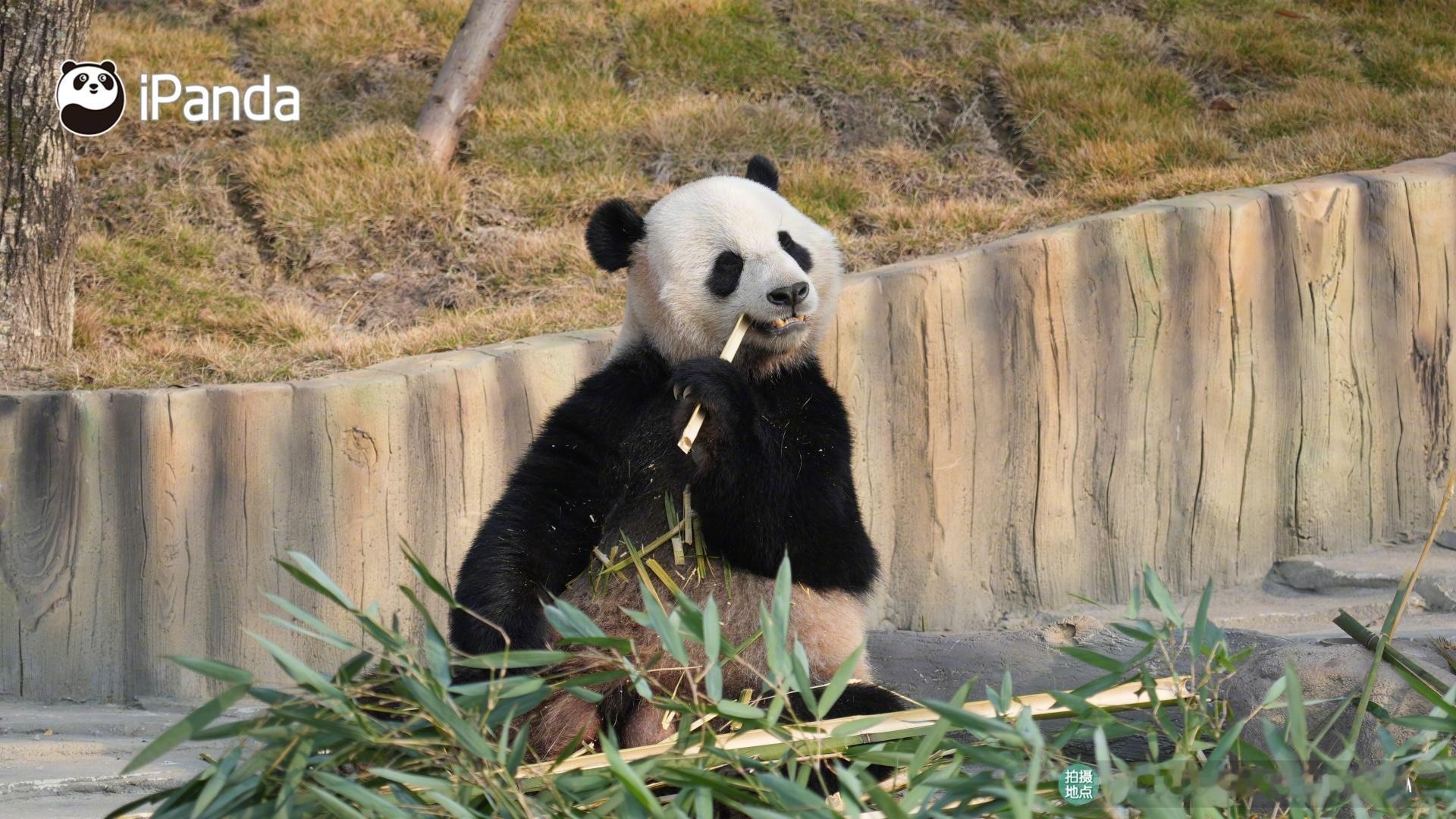 谁跟熊家一样，跨年只想宅家狂炫美食？举个爪让我看看ʕ•̀ω•́ʔ✧ 大熊猫天宝 