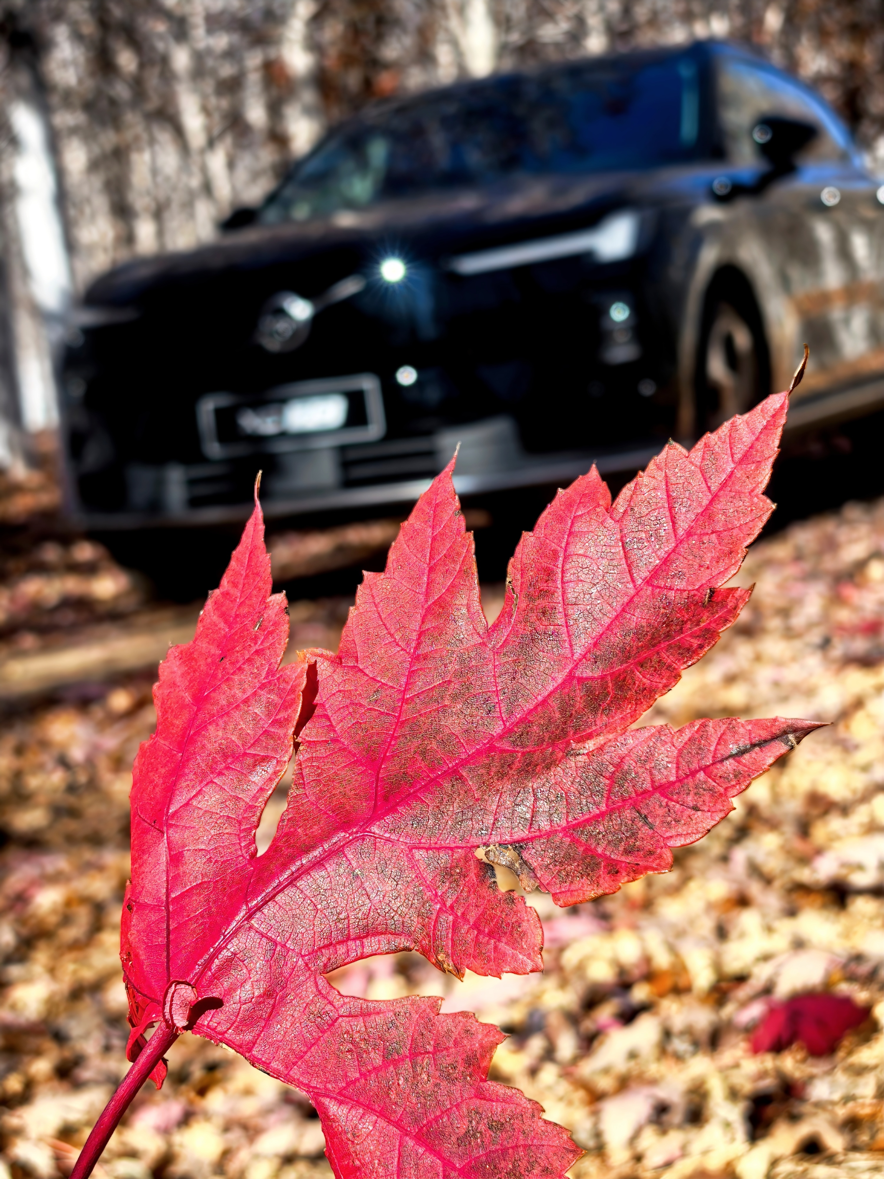 秋天，最适合就是拍枫叶。再搭配一首周杰伦的《枫》。舒服了。这一期节目，咱们不单纯