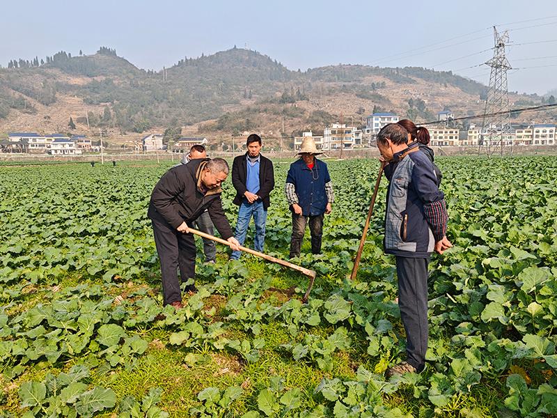 科技赋能，技术护航！贵州仁怀：13万亩油菜安全越冬