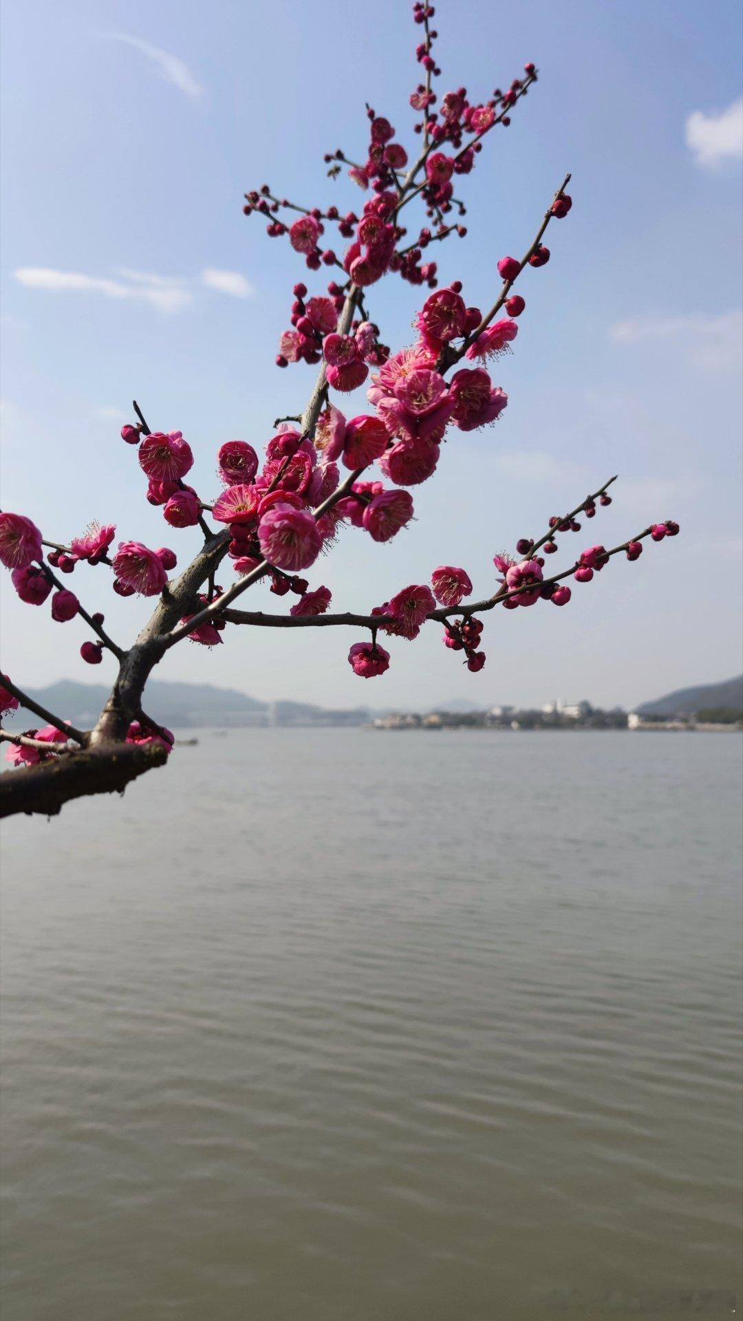 打卡宁波  网友投稿：甬城赏梅之东钱湖小普陀：小普陀在近年的改造中新增了不少梅花