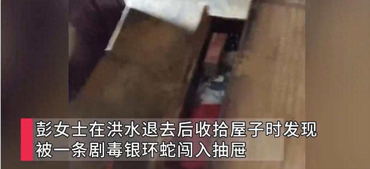 7月9日，广西贵港的彭女士家人在洪水退去后收拾屋子时，发现一条剧毒银环蛇闯入抽屉