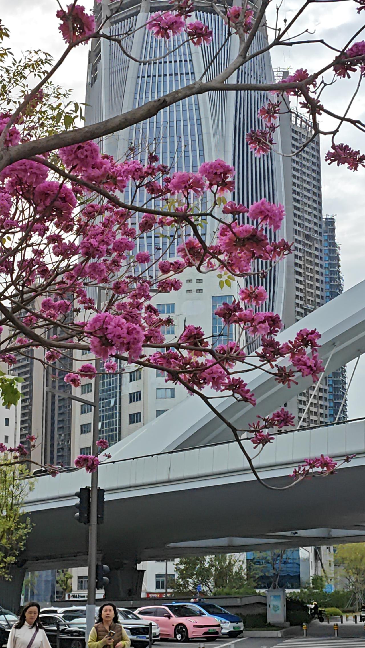 12月的深圳，色彩斑斓一座城。阳光温和，白云漂浮，紫花风铃红花风铃和异木棉盛情绽