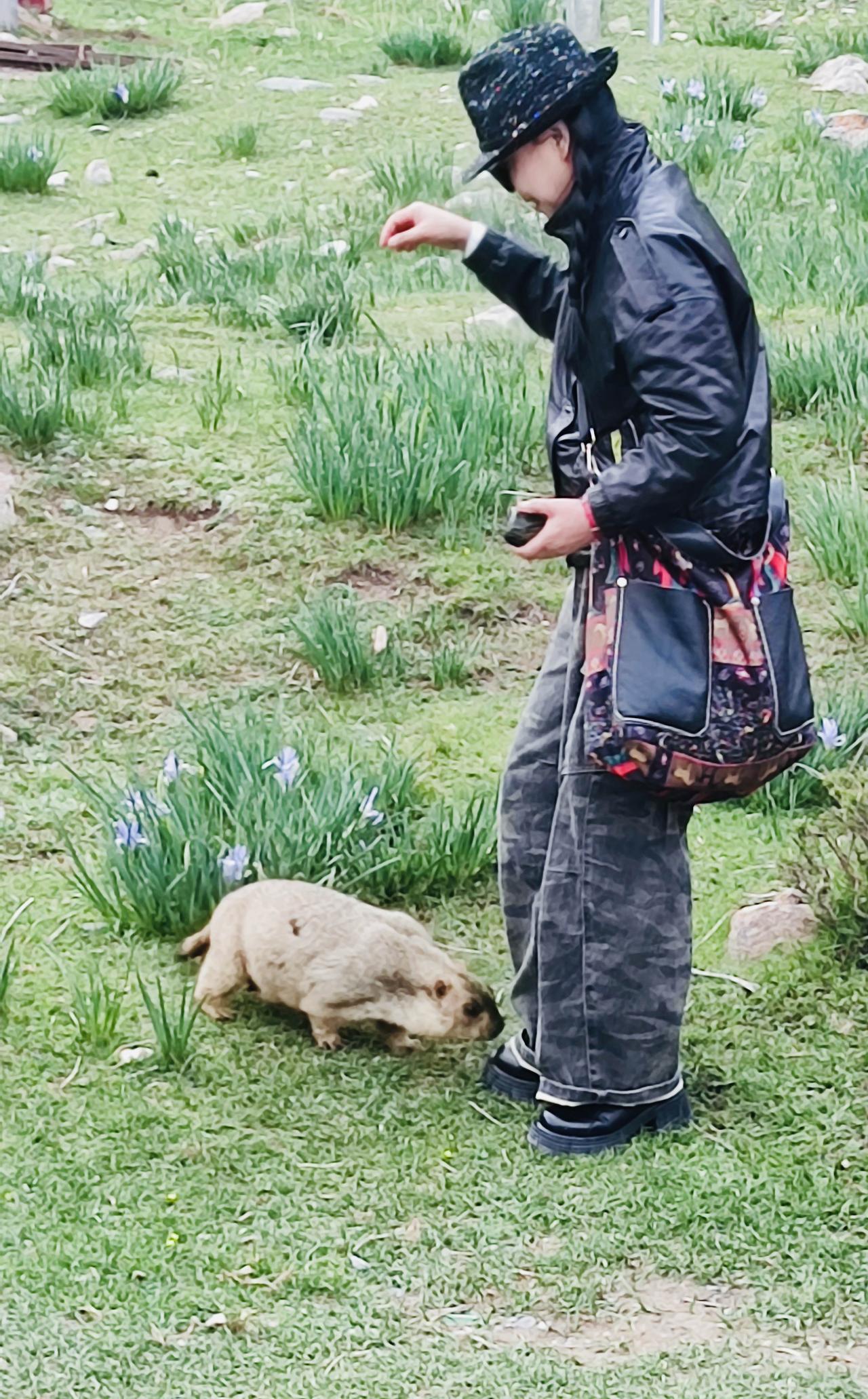 走入幽深峡谷，同行旅人轮番投食诱唤土拨鼠，费尽心思，却始终难引小家伙现身。我独坐