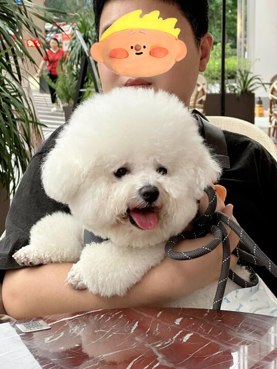 哇 是微笑比熊诶