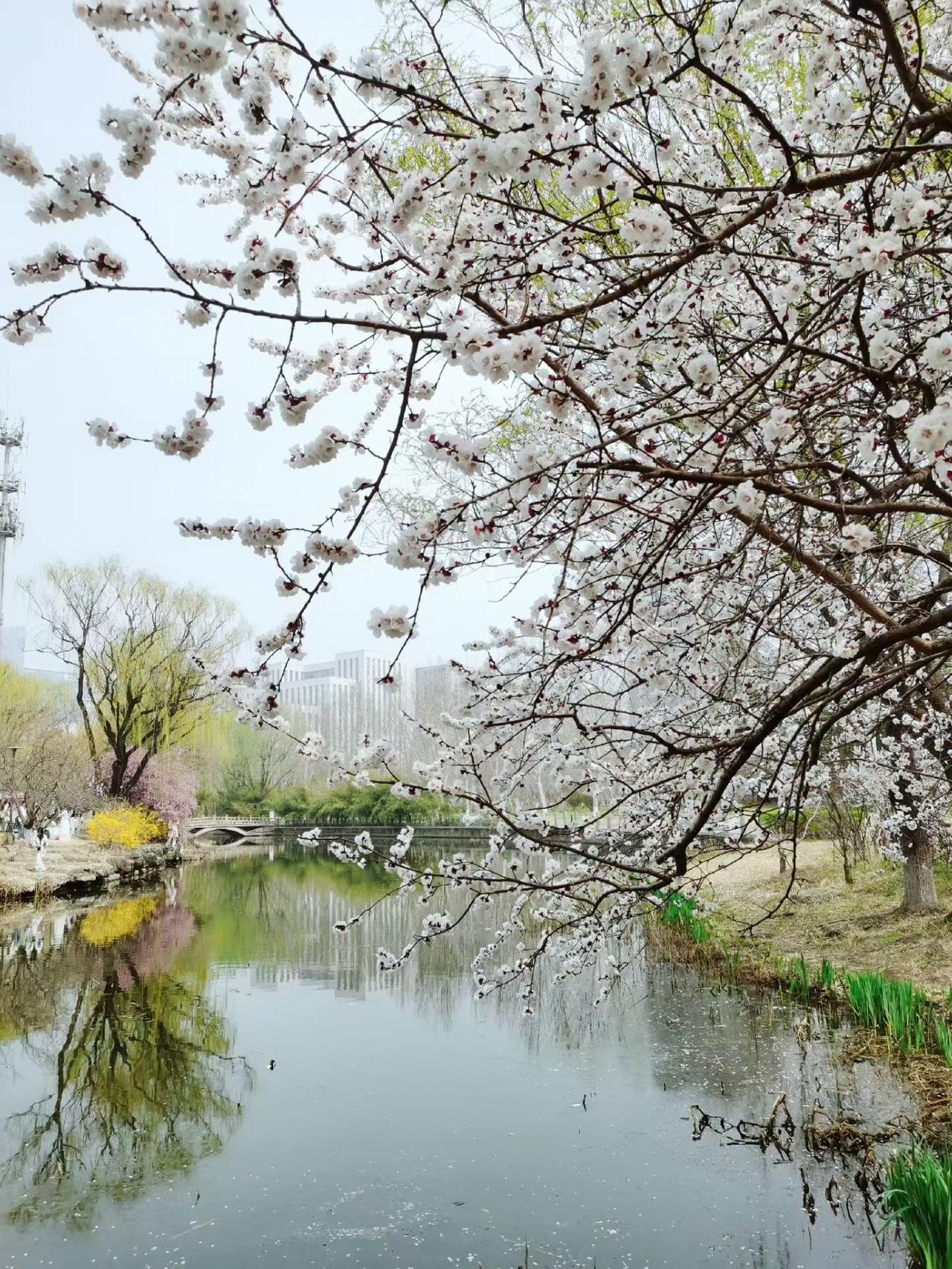 东风吹柳愁眉开，小舟涑水载愁来。
北园春至燕飞过，巷尾残雪遮苍苔。

     
