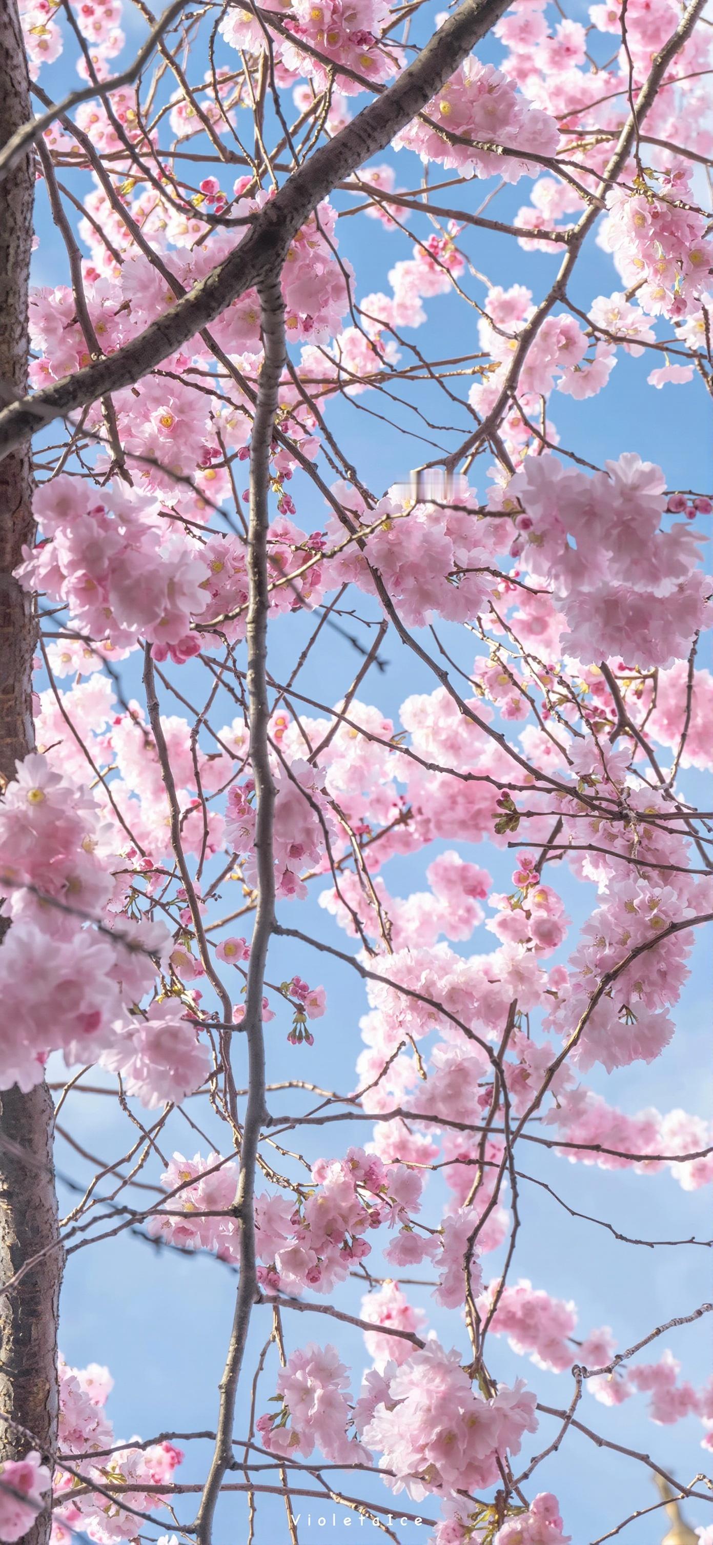 早啊风景壁纸 