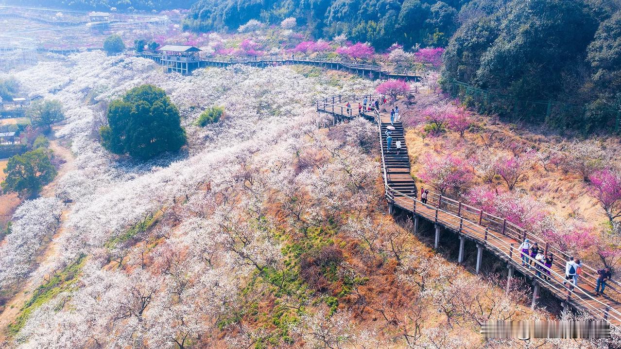 这是今天拍的湖州千亩梅园，它在湖州吴兴区的原乡小镇山谷中，目前正是梅花盛花期，花