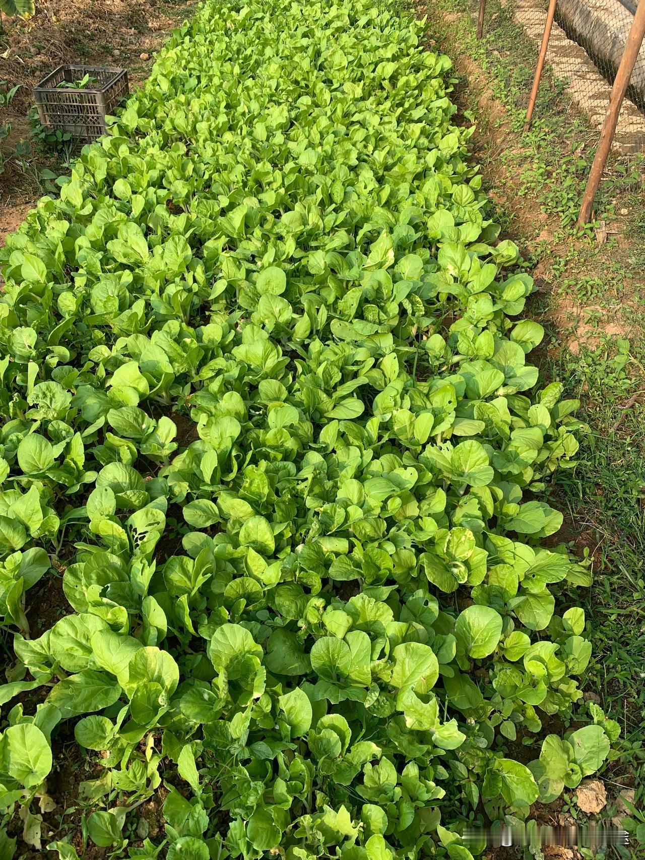 菜田绿茵翠，青叶随风舞。