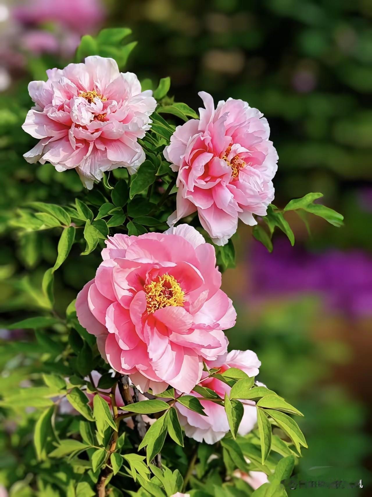 盲目崇拜与跟风，如同轻易将自我思想拱手让人，在盲从里失去判断、迷失自我，最终沦为