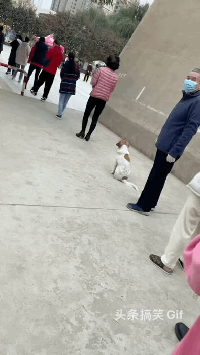 狗子：今天我高低也要做个核酸！