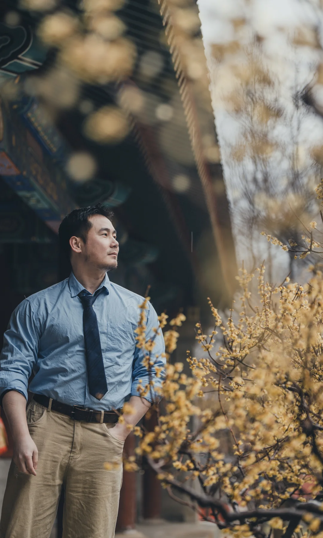 卧佛寺｜阴雨天的腊梅树