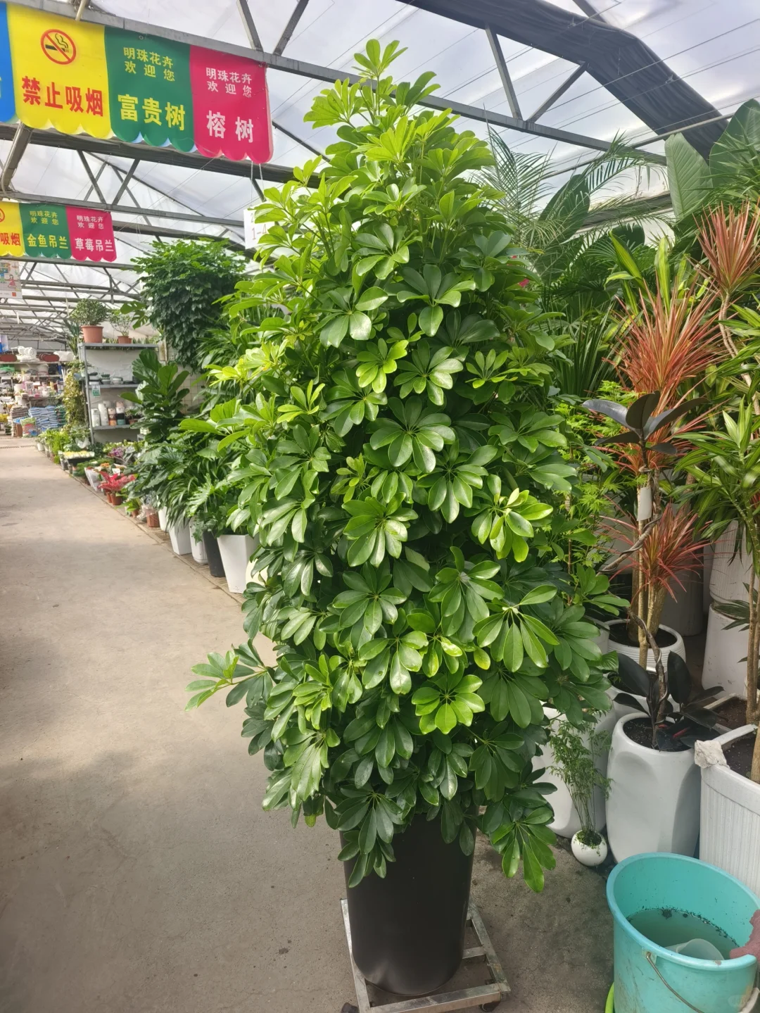 发财富贵开业乔迁植物大合集❤️乌鲁木齐