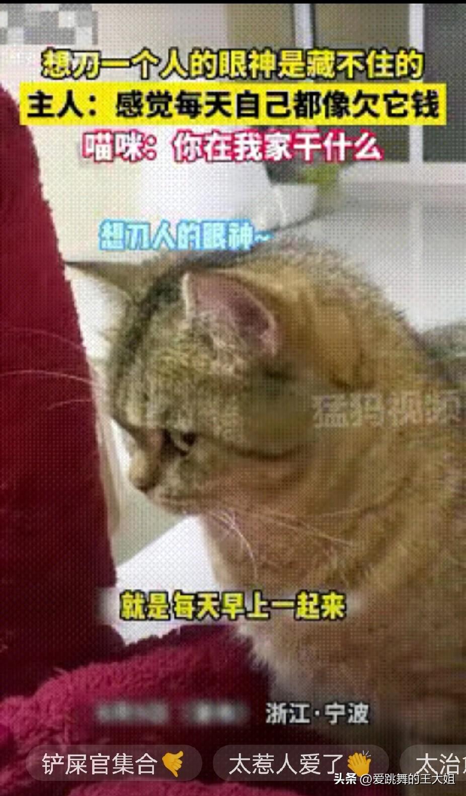 太可爱了！浙江宁波，一男子养的猫咪每天在他起床时，都用“想要刀一个人的眼神”凝视