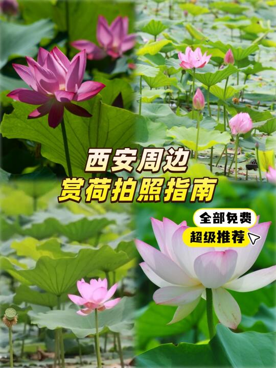 全部免费！西安赏荷地图🌸夏日限定版！