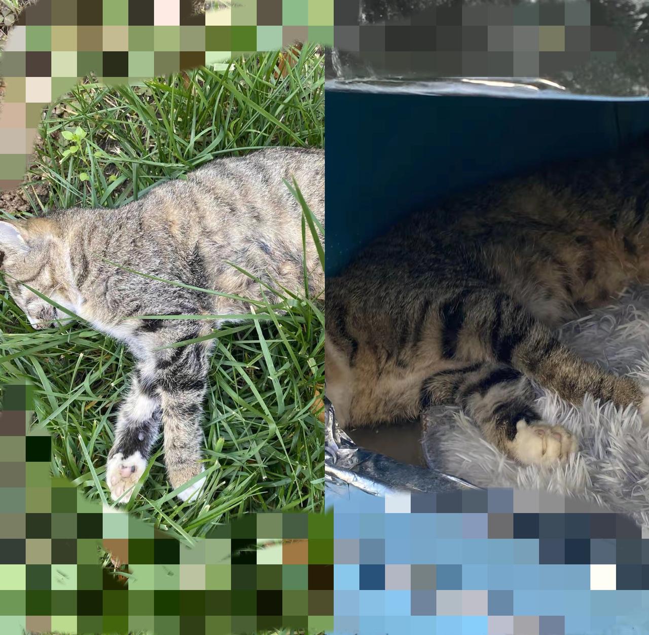 杀一只流浪猫，你到底在泄什么愤？
 
        今早下楼倒垃圾，猫窝旁的景