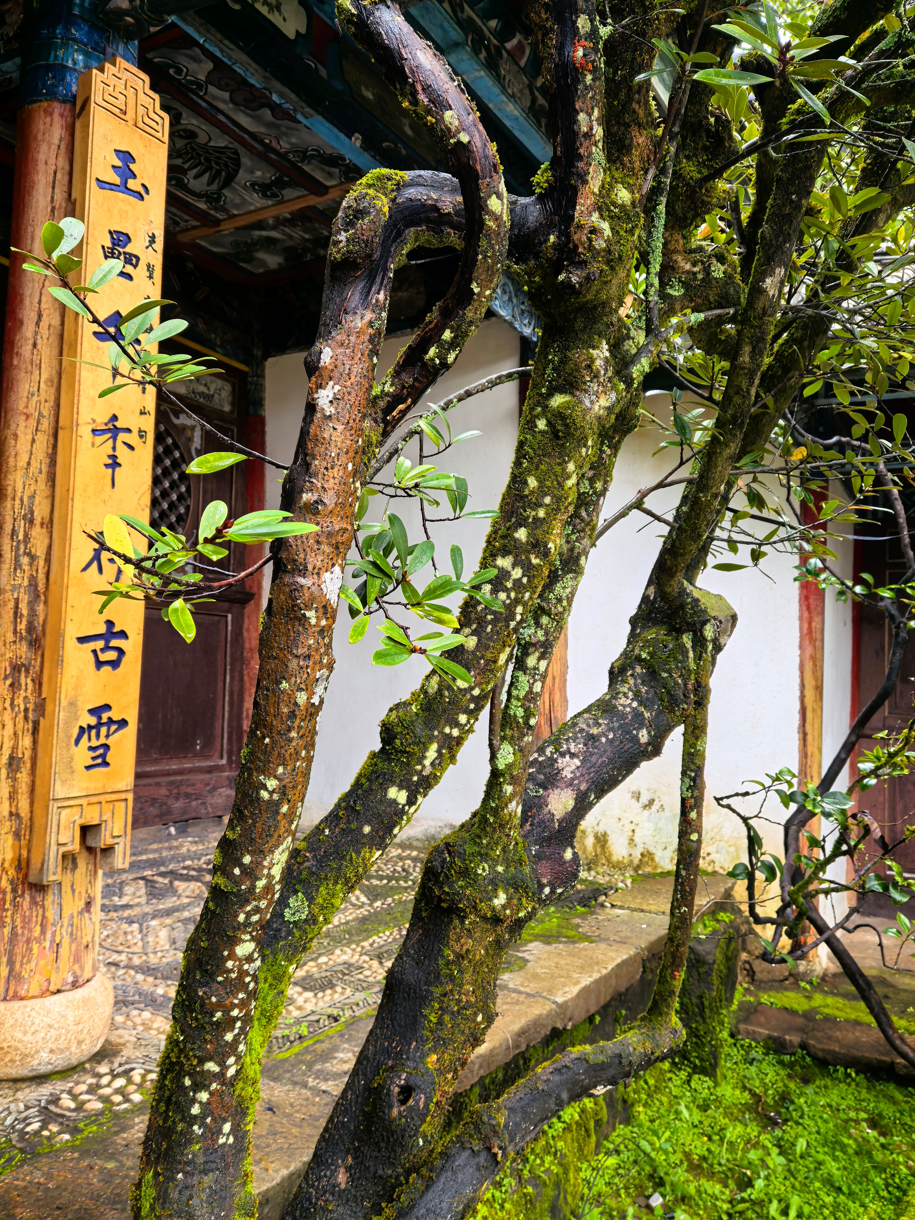 虎跳峡徒步偶遇李现今天天气并不好，能见度也低。。虎跳峡[超话]  ​​​