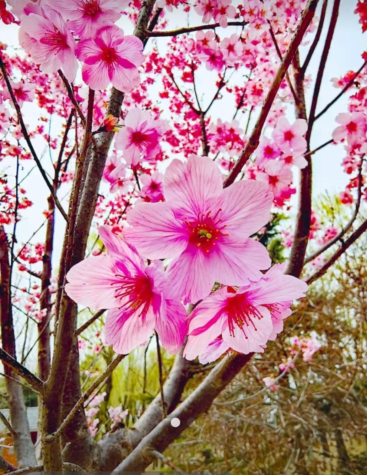 今年春天最想实现的心愿今天申购了北交所发行的鸿仕达，最大的心愿就是获配100股正