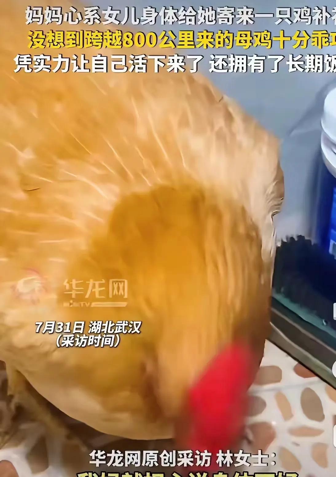 “笑不活了！湖北武汉一女子，因为贫血，妈妈心疼得不行，特意从广东老家托人托运了一