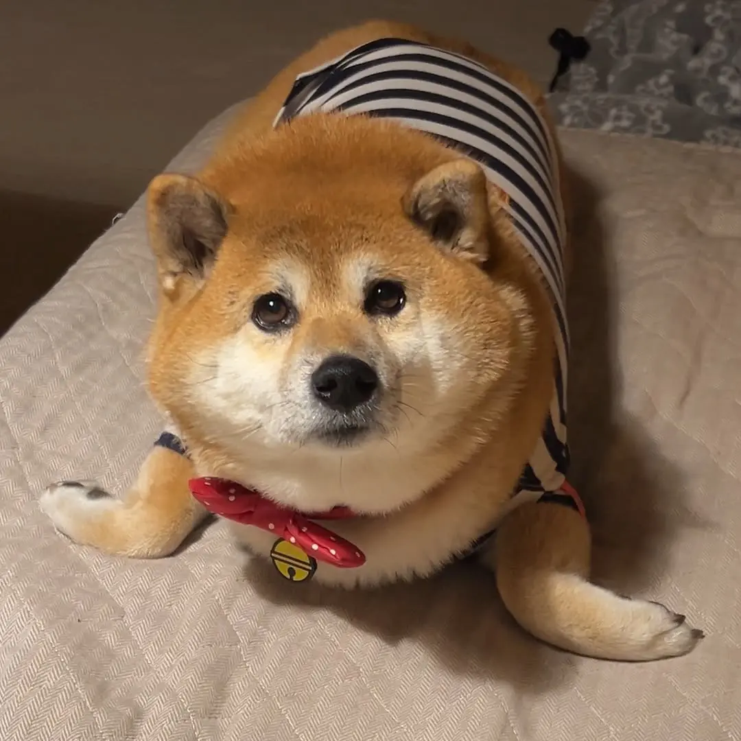 小海豹实锤