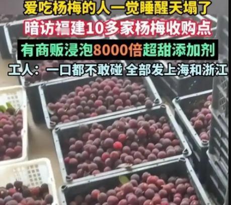 可以断言，福建漳州杨梅不是第一天泡药水了，福建当地监管不查，杨梅销售地的监管也不