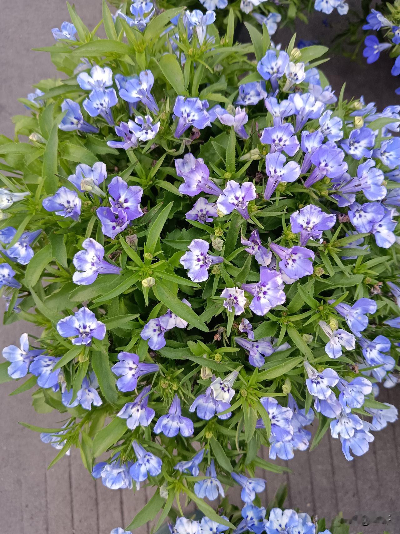 今年冬天的不同广东的冬天从不是凛冽寒冬，今年更显温柔。暖阳常伴，早晚微凉无刺骨寒