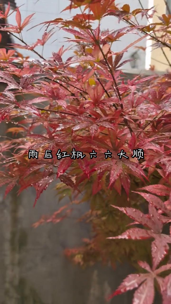 雨后红枫六六大顺。
今天是六月六日，星期六，早安，也是六六大顺日。六六大顺的祝福