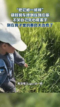 万万没想到！小男孩和爷爷去游玩，经过一条麦田中央小路时，萌娃不慎摔倒进旁边的麦田