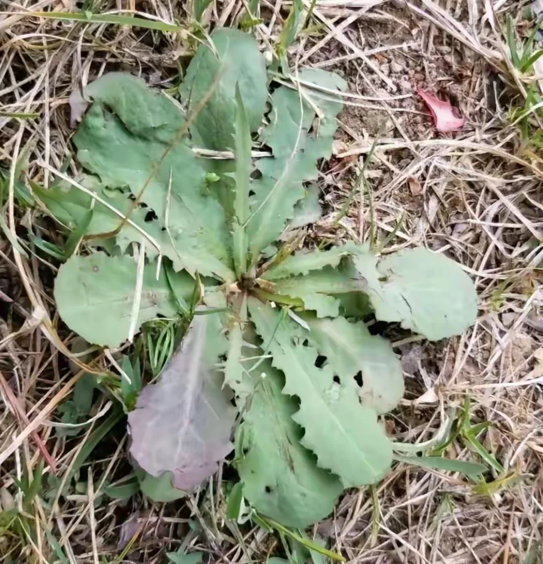 越是原生家庭或环境不够好、成长过程不顺利的人，长大独立后，越是要尽一切...