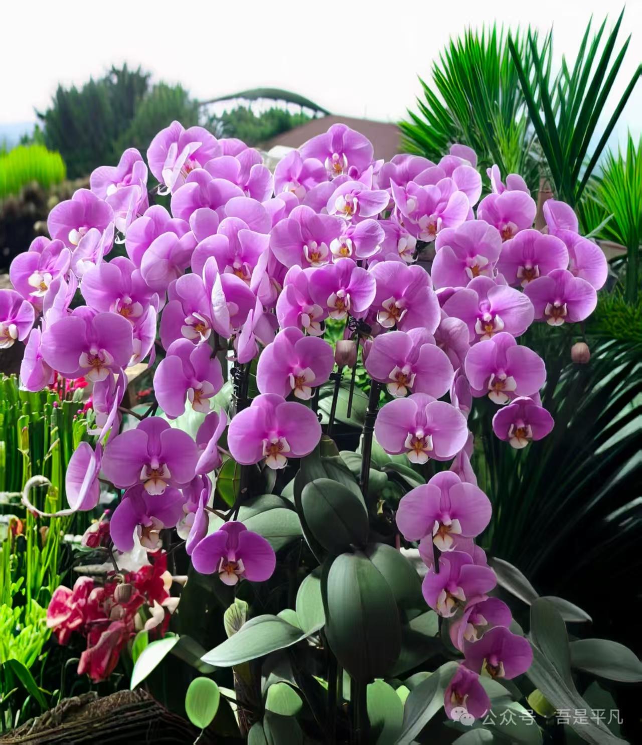 捣练子·蝴蝶兰
青叶润，影翩跹，
似蝶凝烟立画前。
一缕幽香长伴岁，
恍如仙娥降