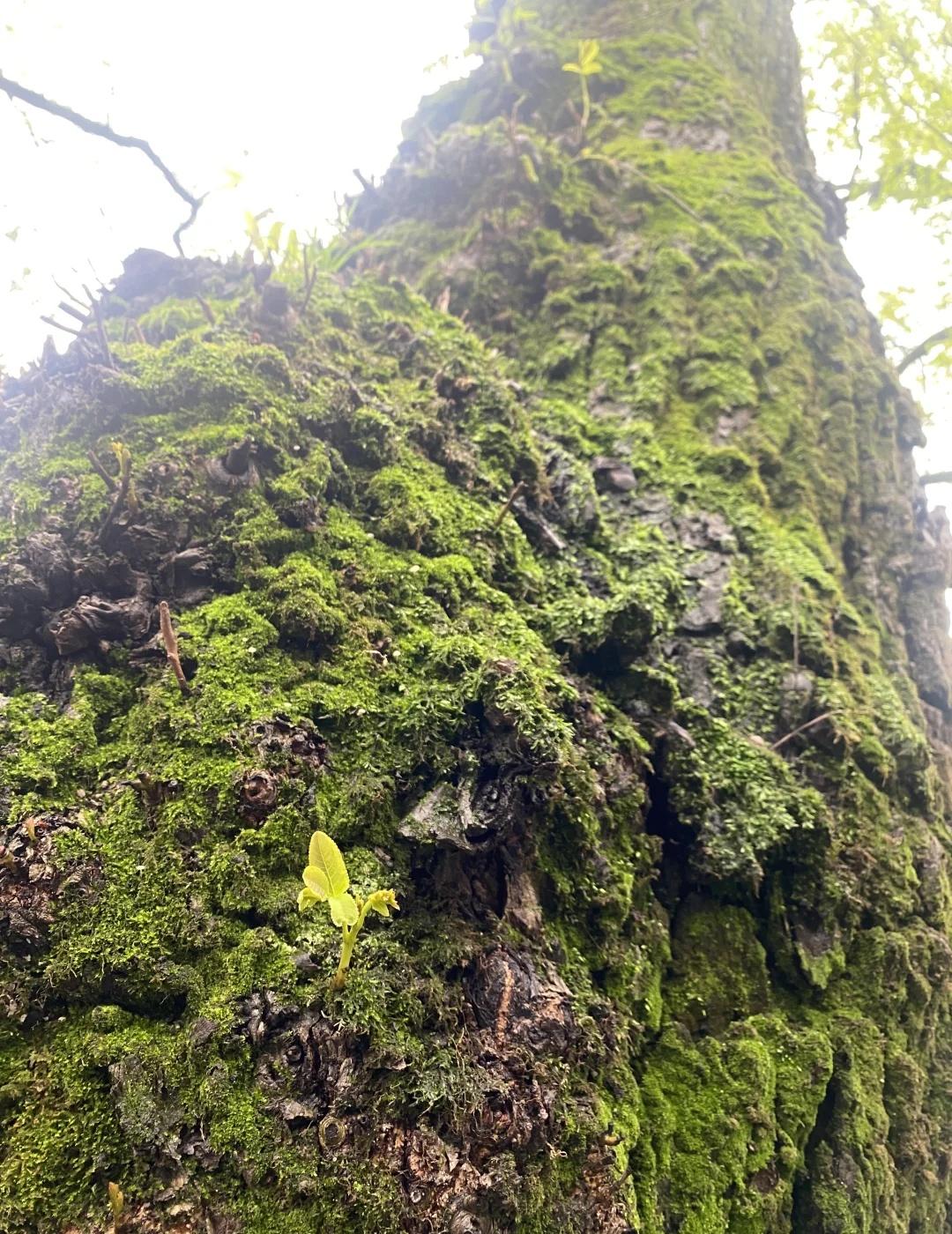 长沙不停的下雨大树上要长小树了
湖南大学 长沙
